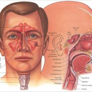 Burnt Smell Sinus - Have You Attempted Finess Sinus For Your Prolonged Illness Of Sinusitis